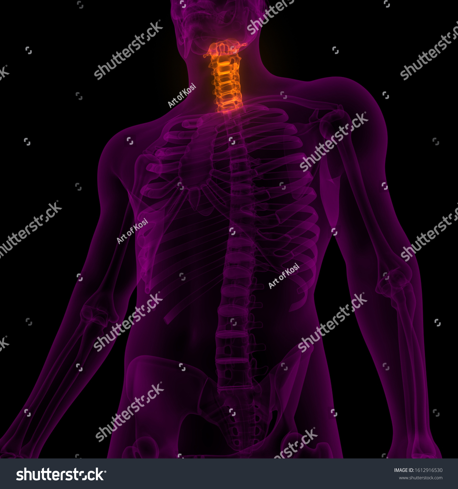 Vertebral Column Cervical Vertebrae Human Skeleton Stock Illustration Shutterstock