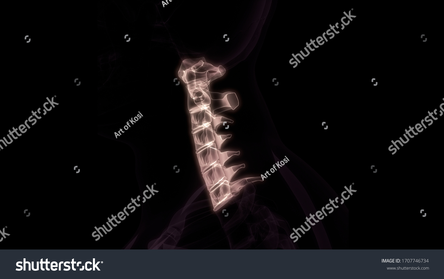 Vertebral Column Cervical Vertebrae Human Skeleton Stock Illustration Shutterstock