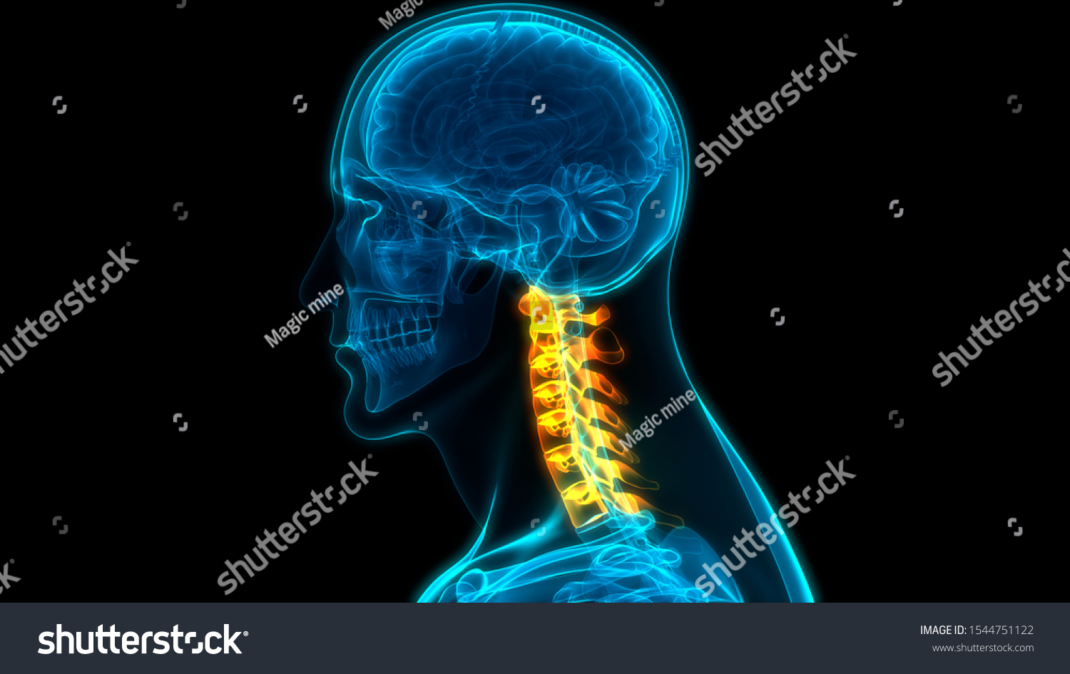 Vertebral Column Cervical Vertebrae Human Skeleton Stock Illustration