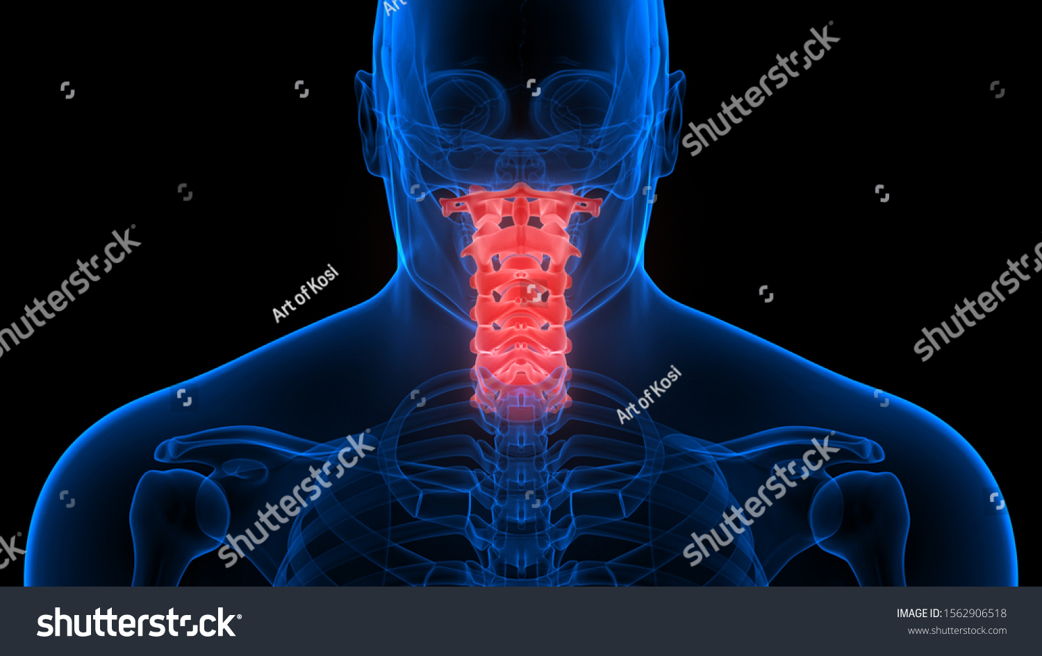 Vertebral Column Cervical Vertebrae Human Skeleton Illustrazione Stock