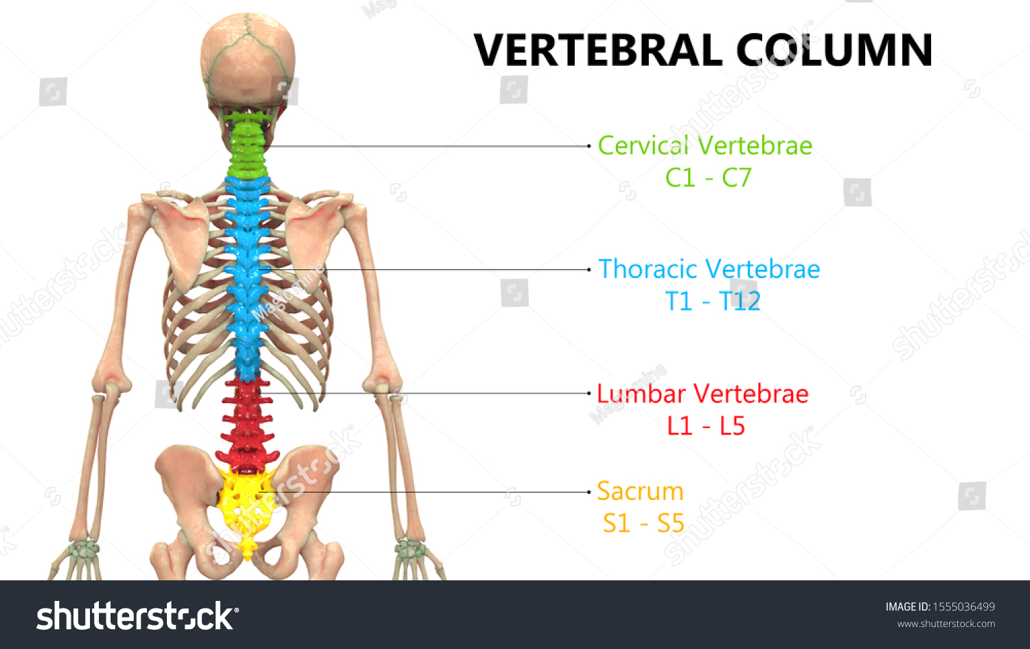 Column vertebral What are