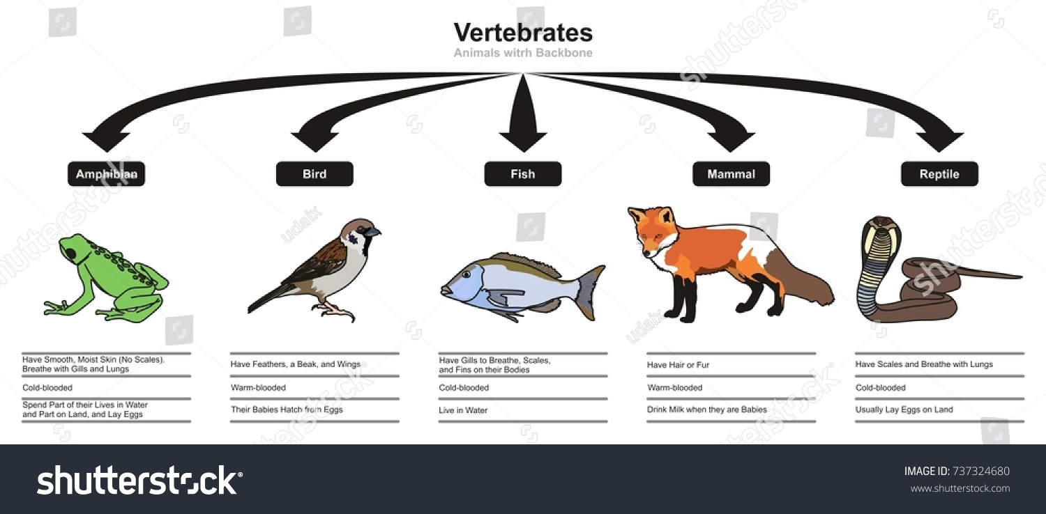 the characteristics types and anatomy of mammals Anatomy and physiology of animals/body organisation four basic types of tissues it forms the skin found covering the outer surface of mammals. the characteristics types and anatomy of mammals Anatomy and physiology of animals/body organisation four basic types of tissues it forms the skin found covering the outer surface of mammals.