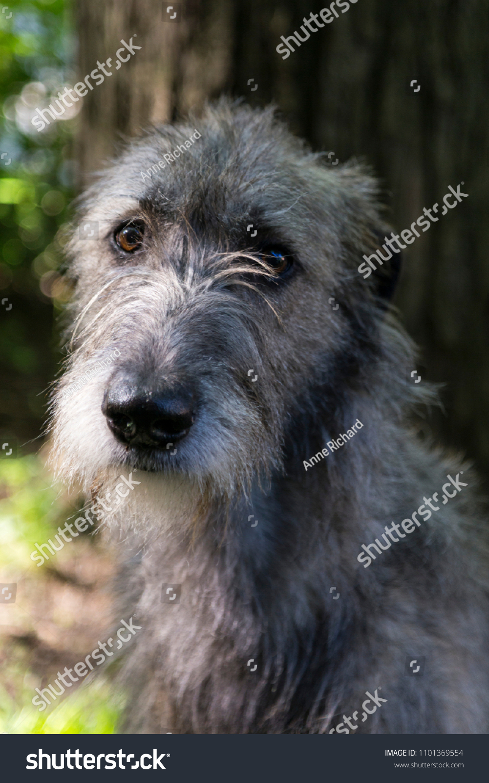grey irish terrier