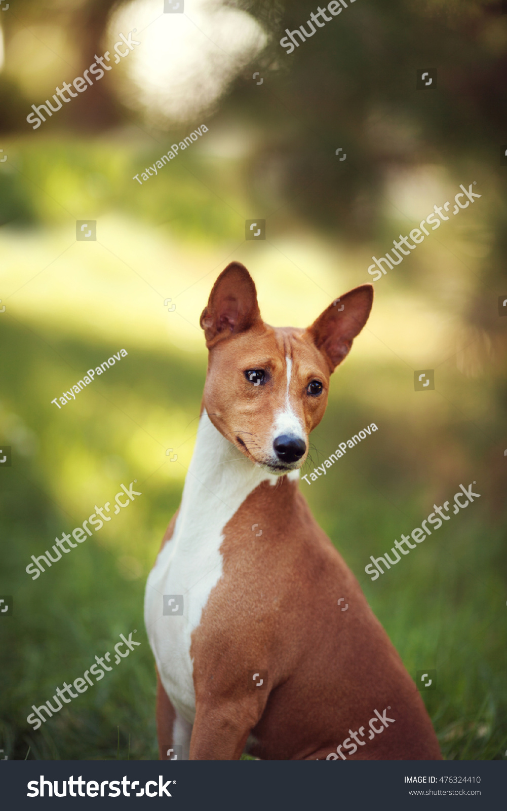 Vertical Portrait One Beautiful Dog Basenji Stock Photo Edit Now