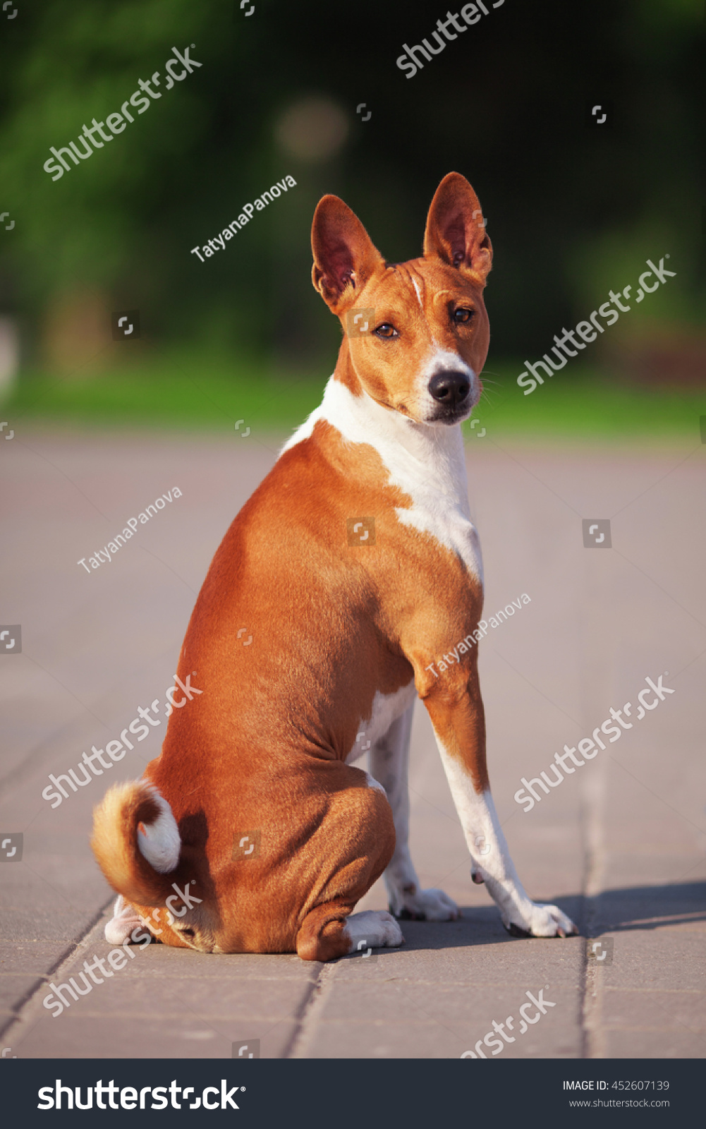 Vertical Portrait One Dog Basenji Breed Stock Image Download Now