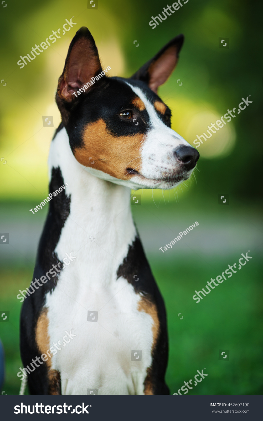 Vertical Portrait One Dog Basenji Breed Stock Photo Edit Now 452607190