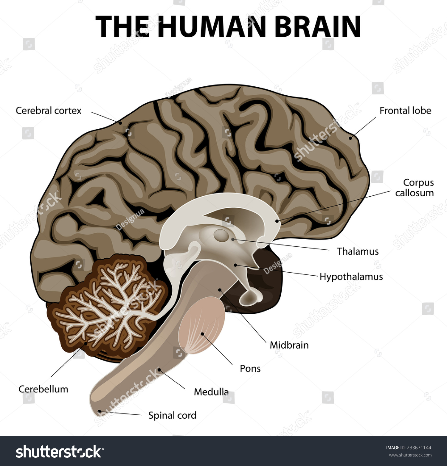 Vertical Section Of A Human Brain. Showing The Medulla, Pons ...