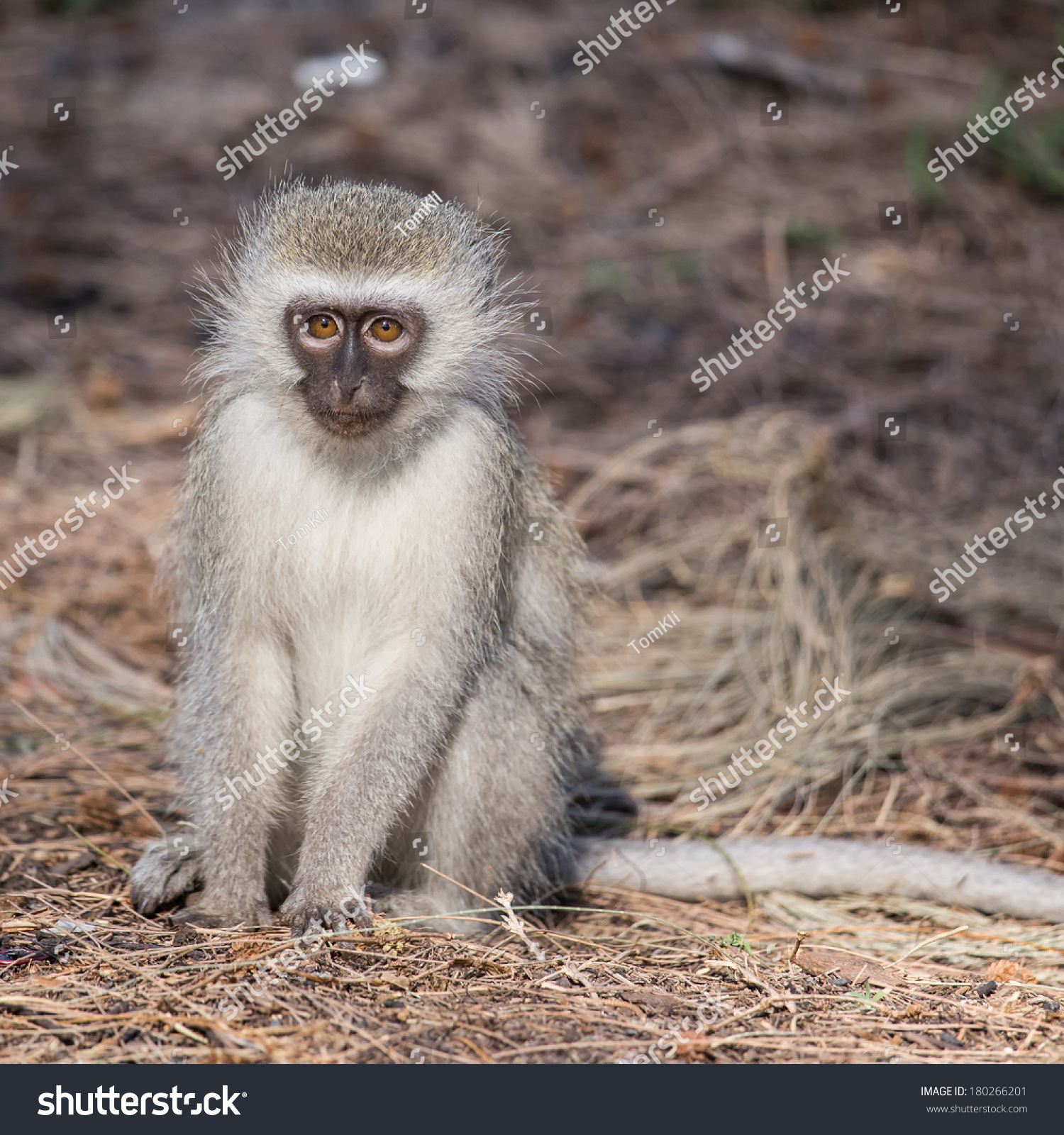 Vervet Monkey Stock Photo 180266201 : Shutterstock