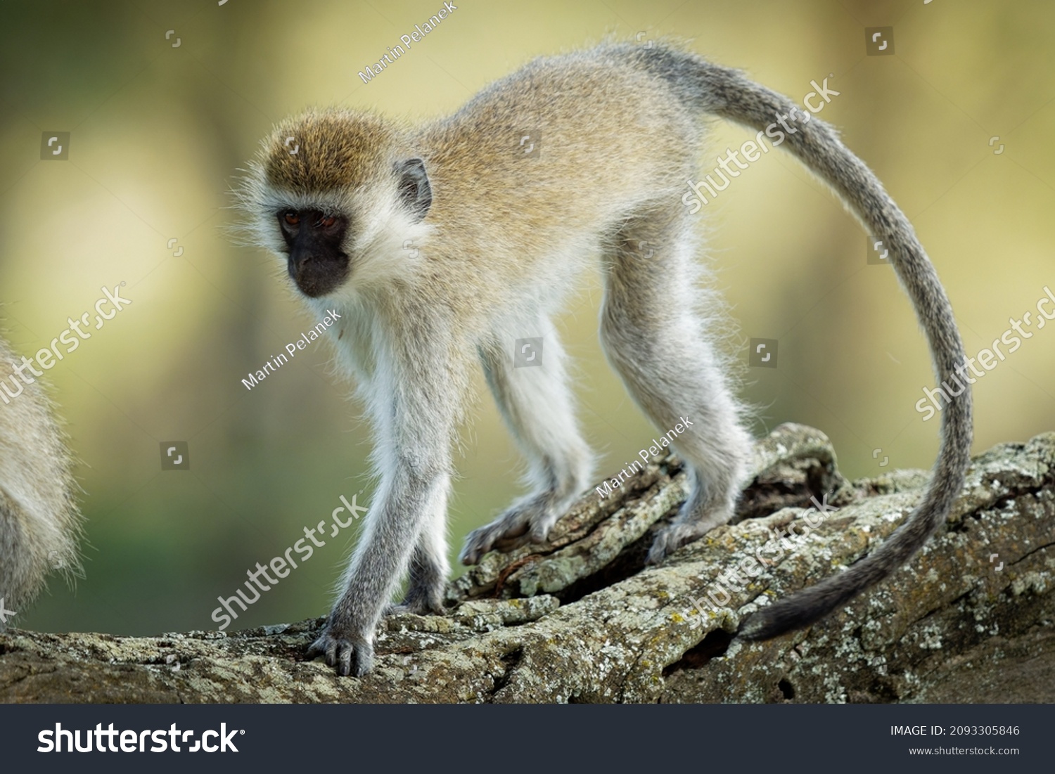 (cercopithecidae) Images, Stock Photos & Vectors Shutterstock