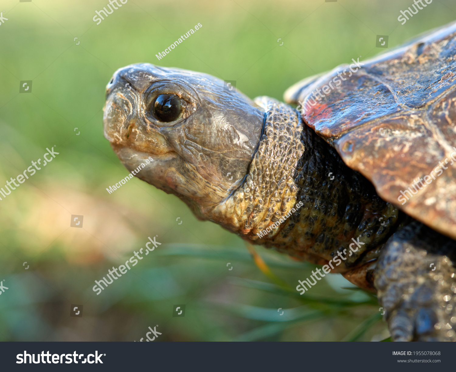 600 Common slider turtles Images, Stock Photos & Vectors | Shutterstock