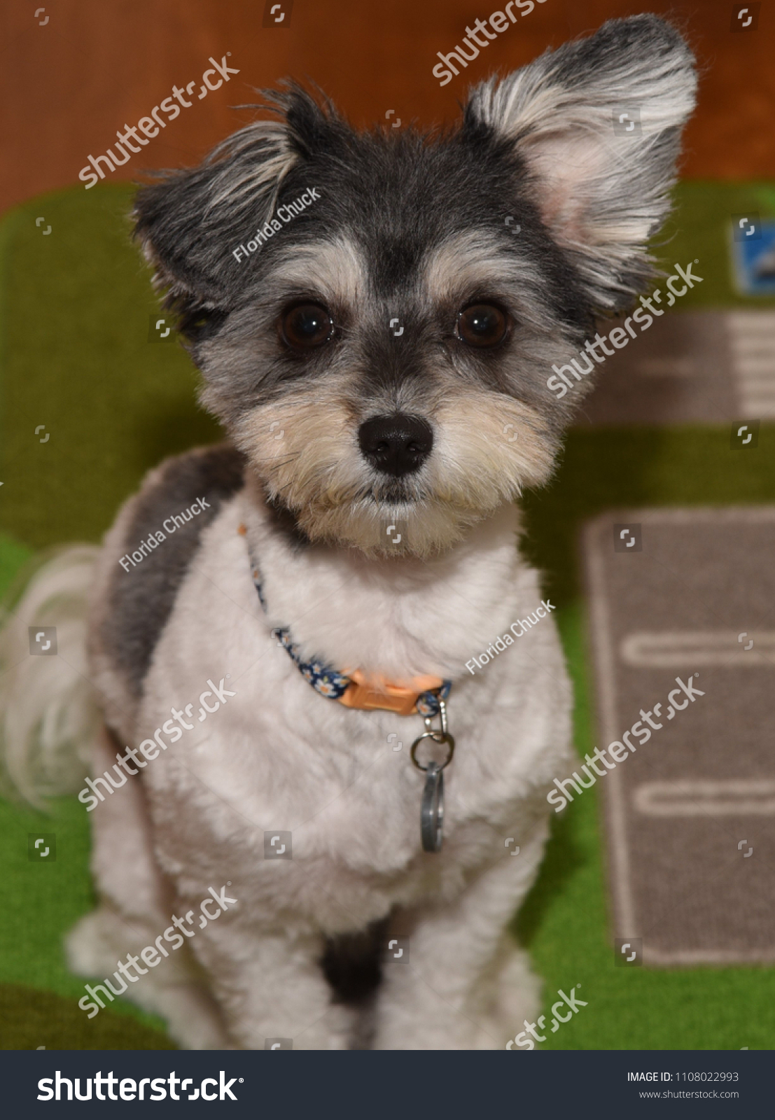 Very Cute Female Havanese Puppy Very Stock Photo Edit Now 1108022993