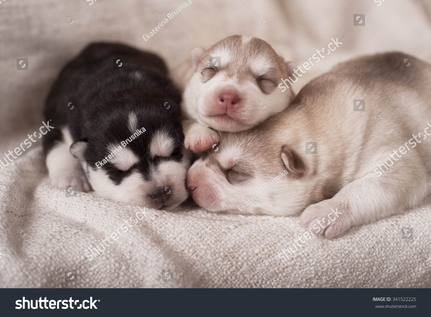 Very Cute Newborn Siberian Husky Puppies Stock Photo Edit Now