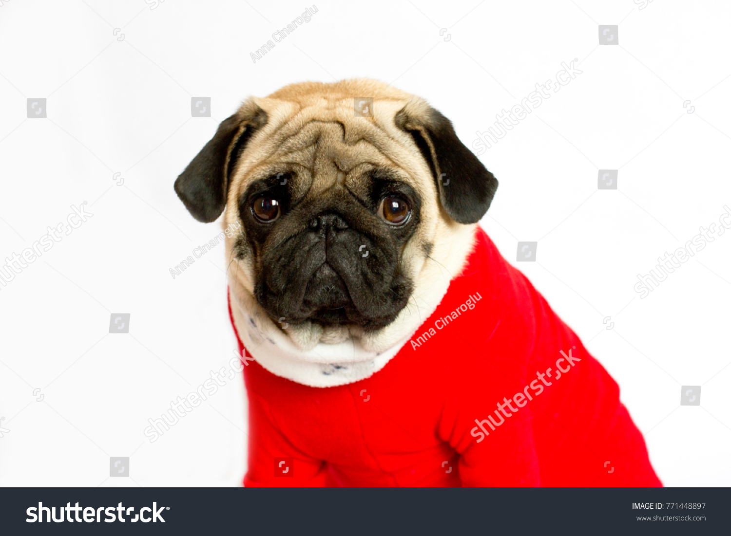 Isolated Pug in a Christmas suit Christmas time New Year Portrait od dog in the Santa suit