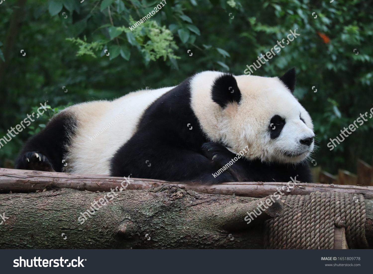 Very Cute Sleeping Panda Chengdu Stock Photo 1651809778 | Shutterstock