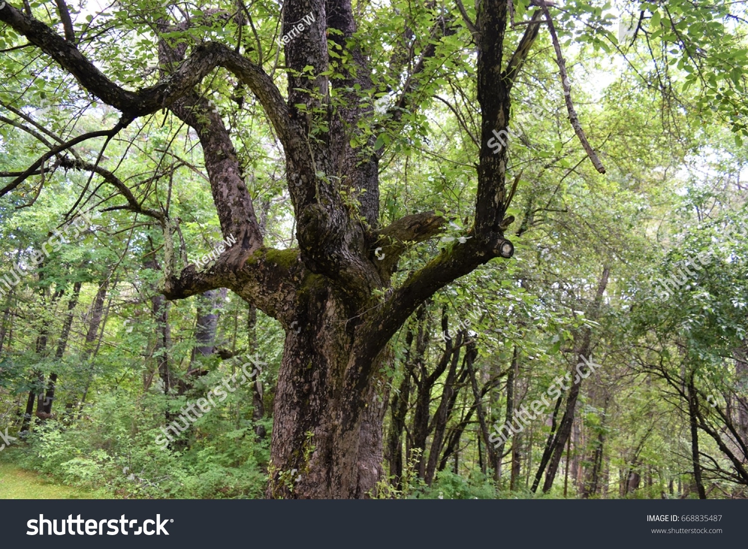 Very Old Large Apple Tree Trunk Stock Photo Edit Now 668835487