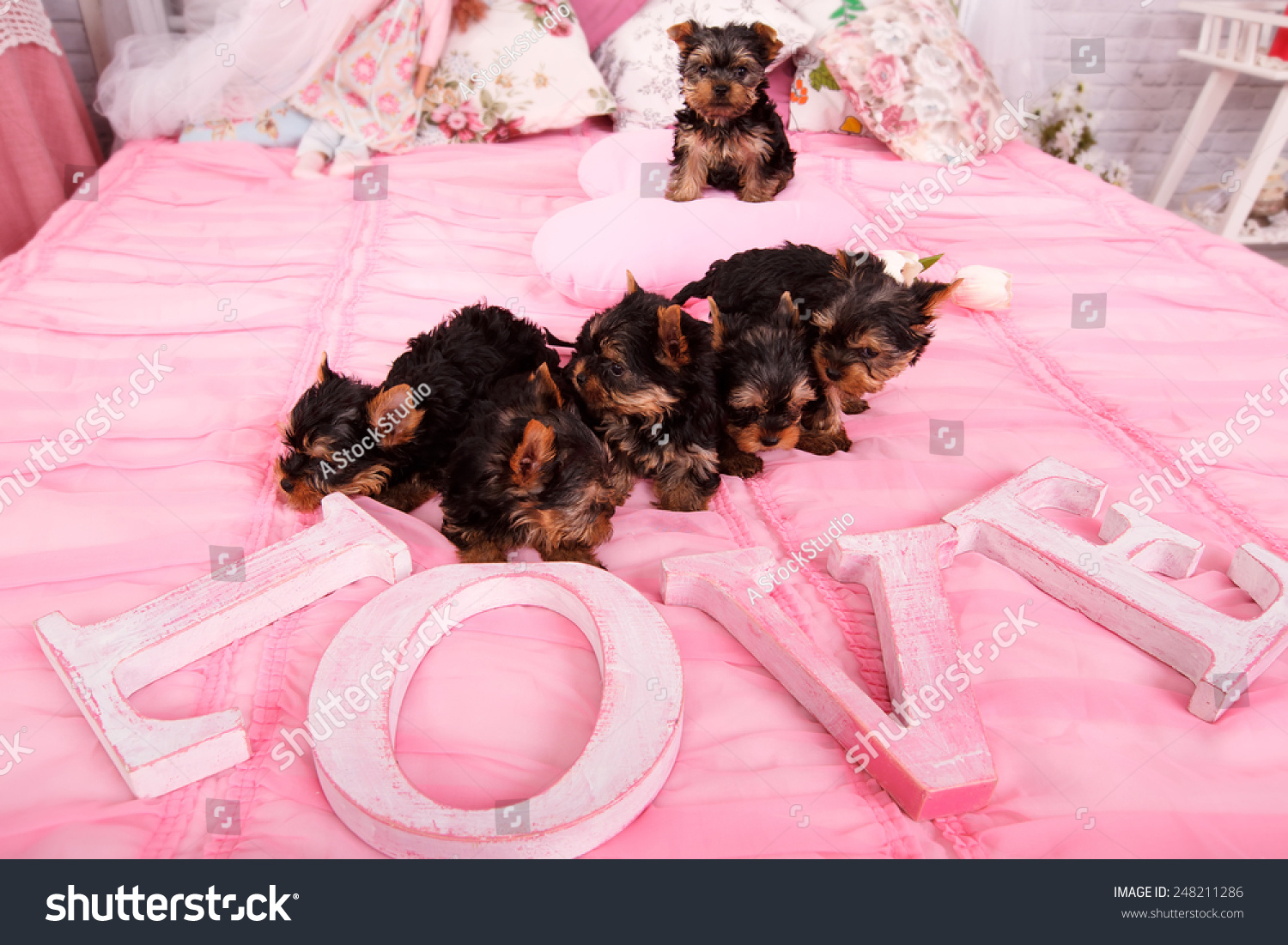 very small puppies