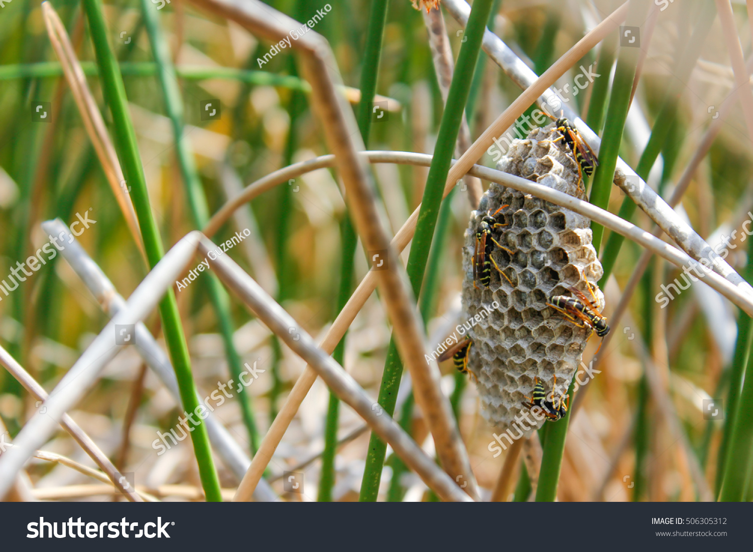 Vespiary Stock Photo 506305312 : Shutterstock