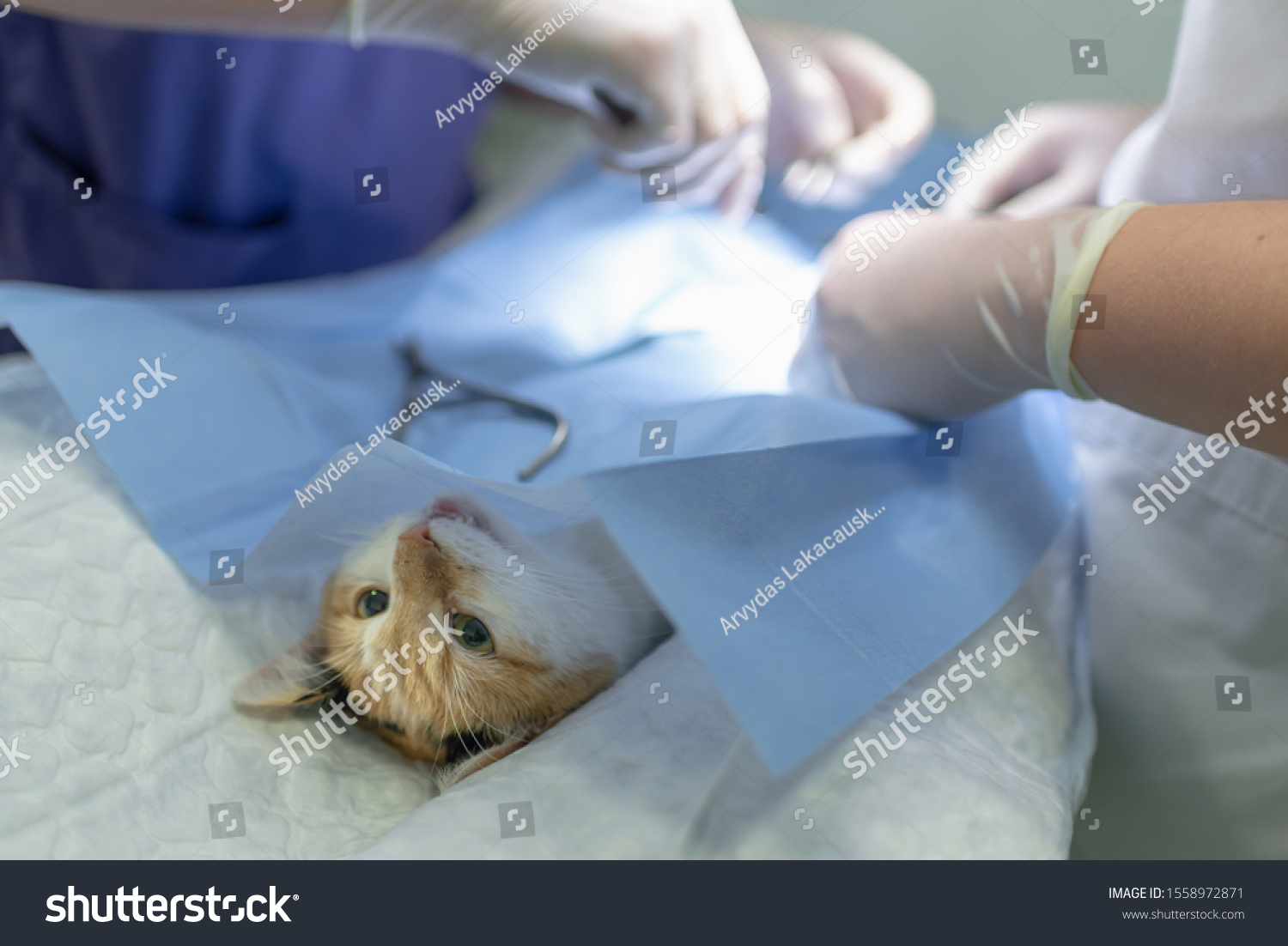 Vet Doing Operation Sterilization Veterinary Surgeryclose Stock Photo