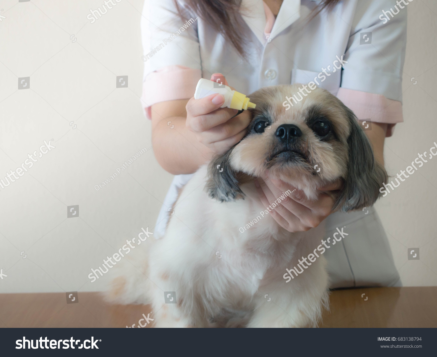 Veterinarian Applying Medical Eye Drops Shih Stock Photo Edit Now 683138794