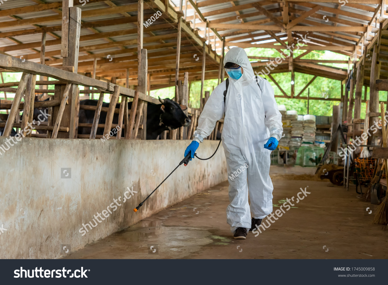 Veterinarian Hazmat Ppe Protective Clothing Cleaning Stock Photo   Stock Photo Veterinarian In Hazmat Ppe Protective Clothing Cleaning Cow Farm Agriculture Industry Farming 1745009858 