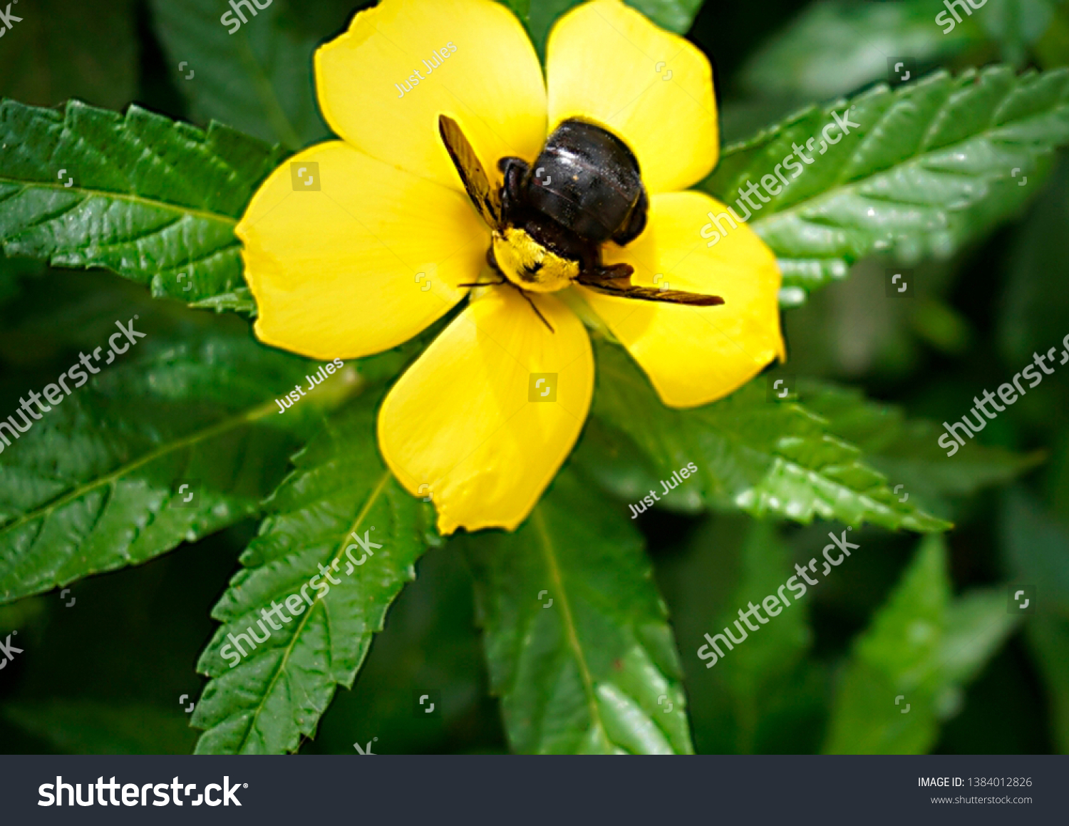 https://image.shutterstock.com/z/stock-photo-vibrant-cape-verde-bee-and-flower-1384012826.jpg