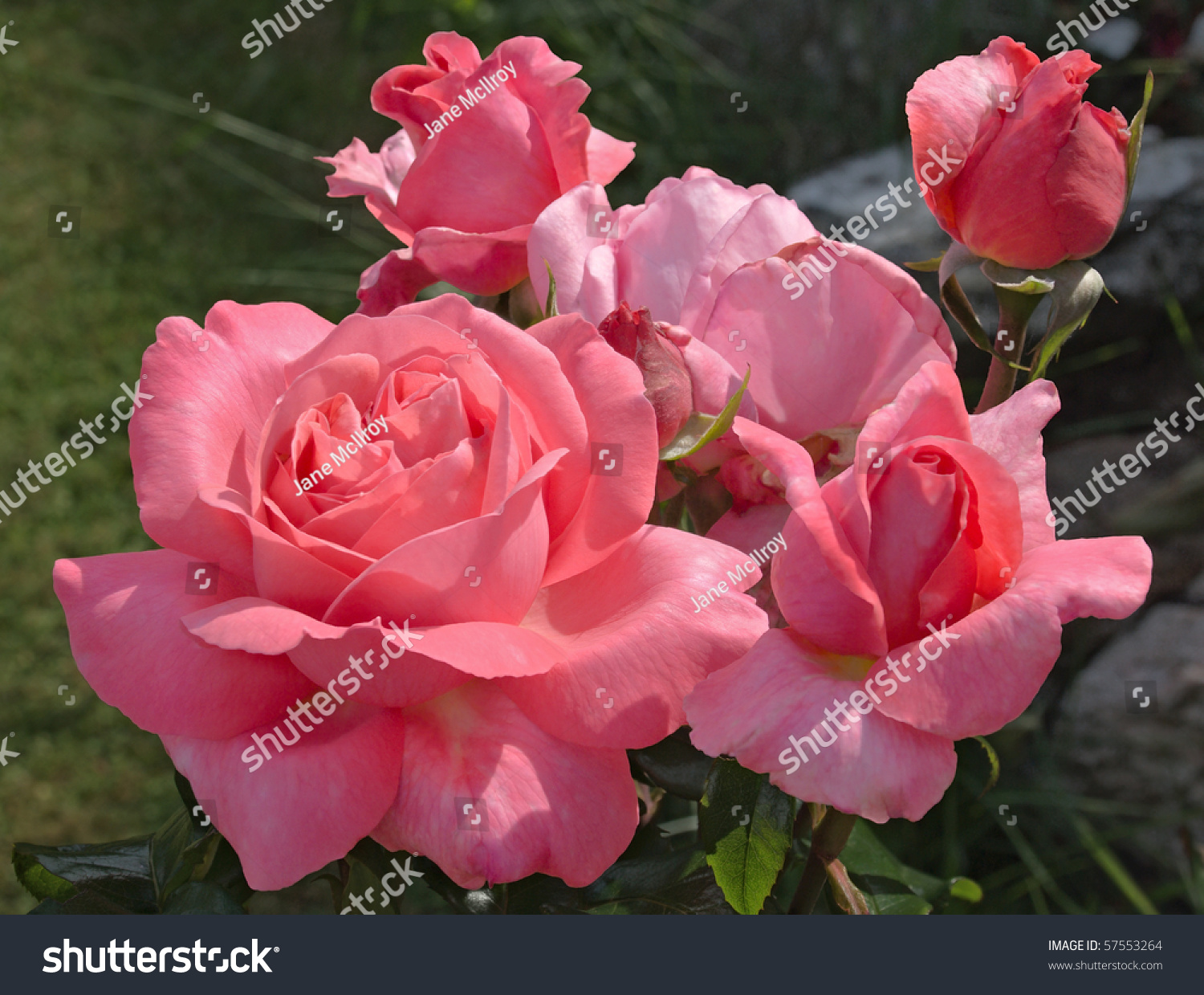 Vibrant Pink Rose, Variety 