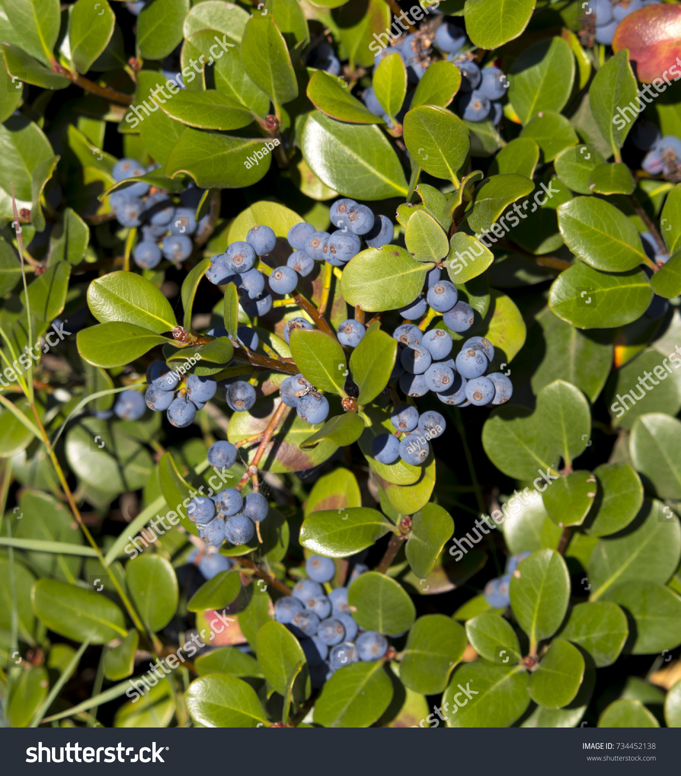 Viburnum Tinus Laurustinus Makes Popular Informal Stock Photo Edit Now 734452138