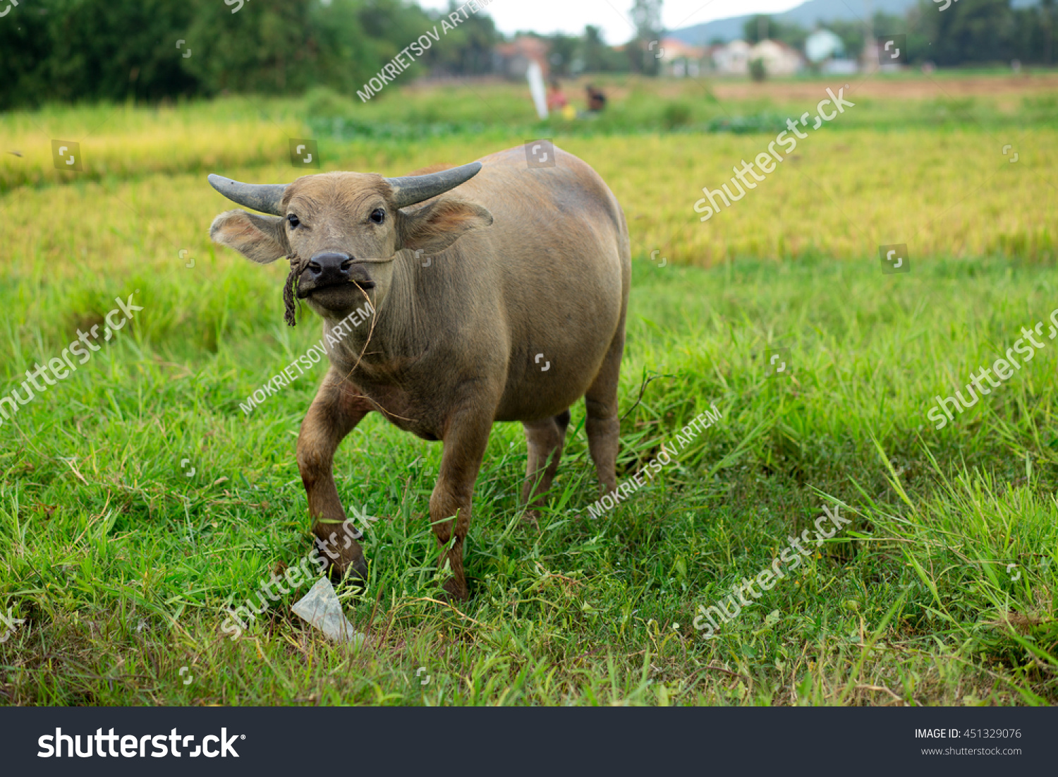 Vietnamese Caws Grass Countryside Stock Photo (Edit Now) 451329076