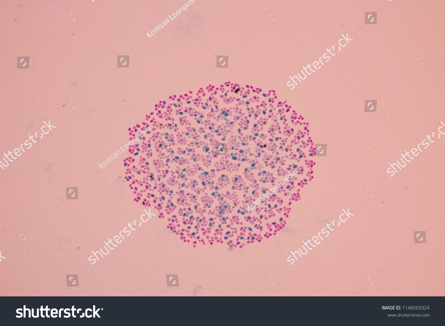 Budding Yeast Microscope Slide Micropedia