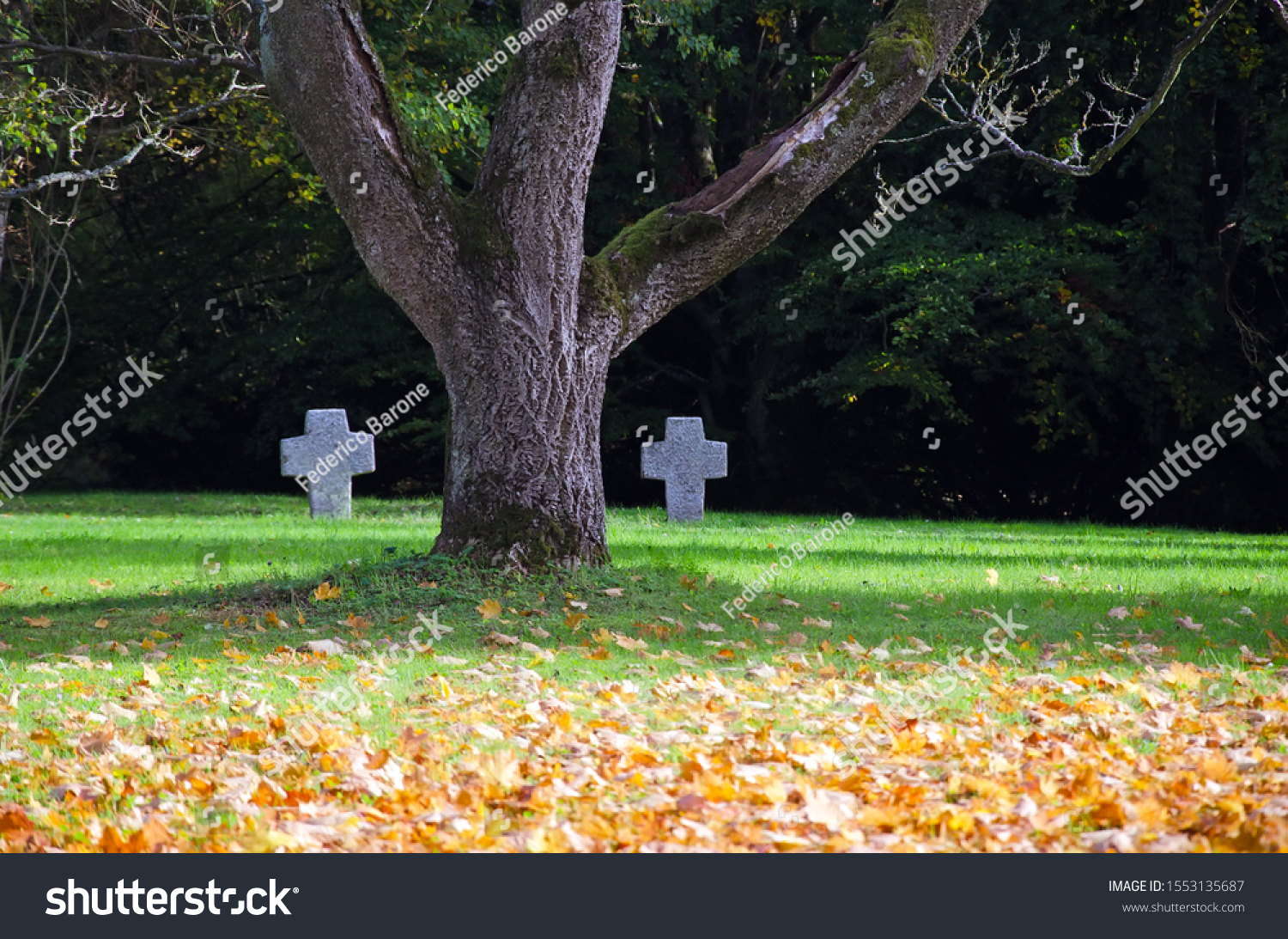 stock-photo-view-of-a-tree-in-a-bed-of-y