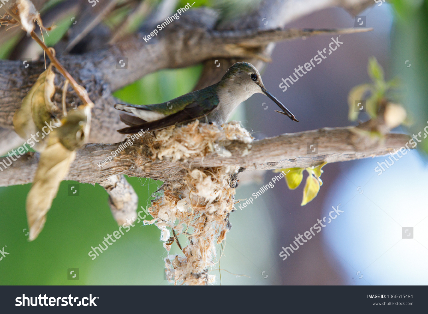 View Beautiful Colibri Bird Flying Outside Stock Photo Now) 1066615484