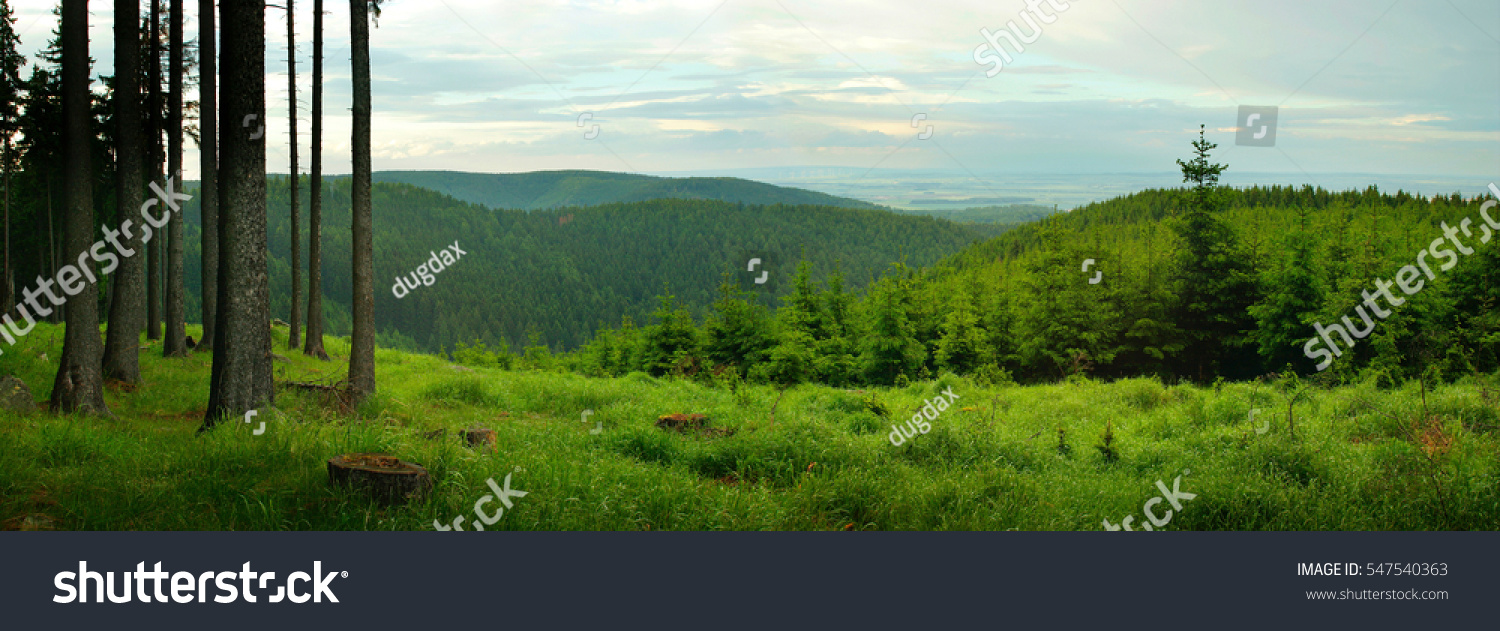 203,742 Open forest Images, Stock Photos & Vectors | Shutterstock