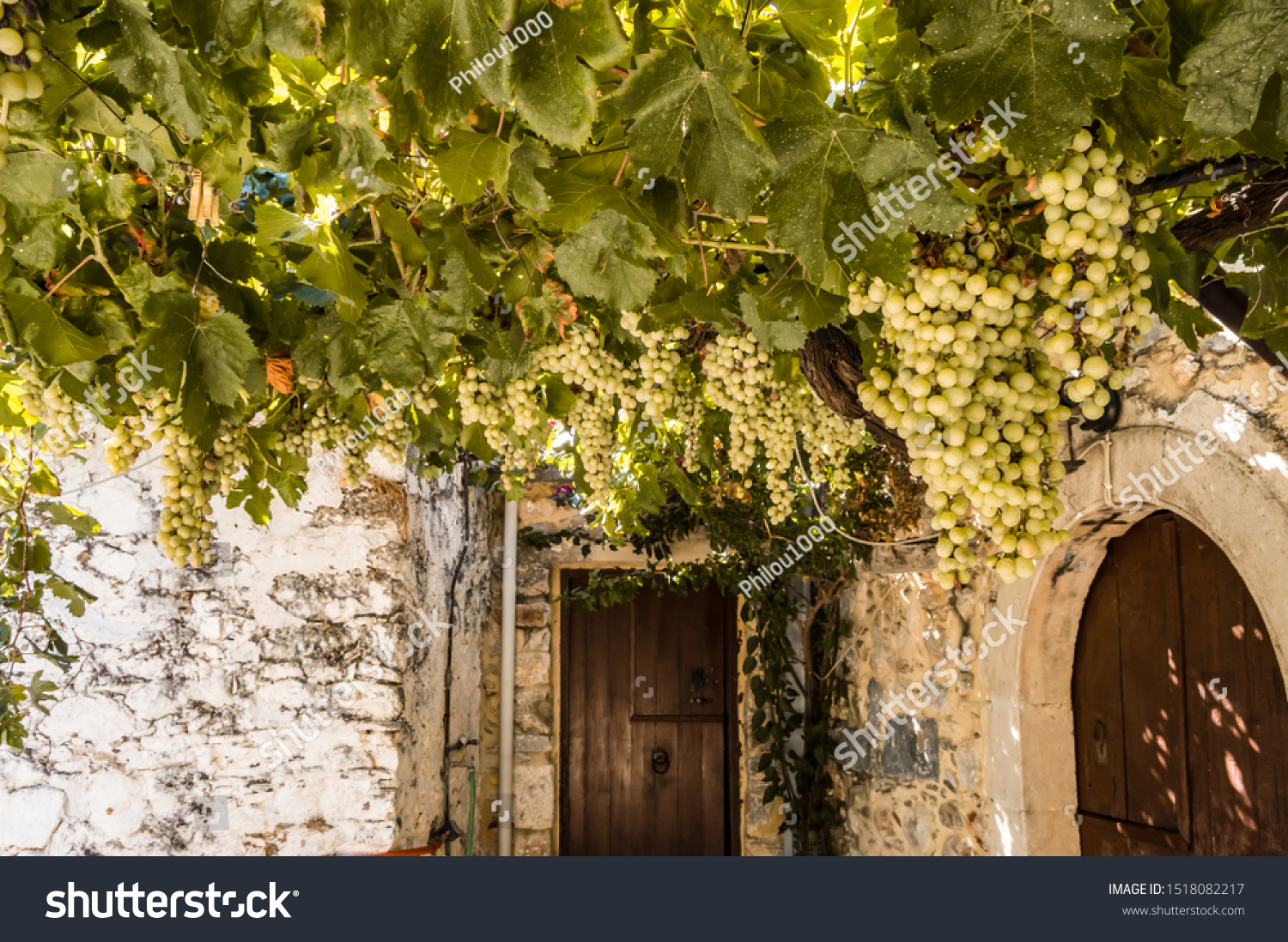 Vigne White Grapes Suspended On Pergola Stock Photo Edit Now 1518082217