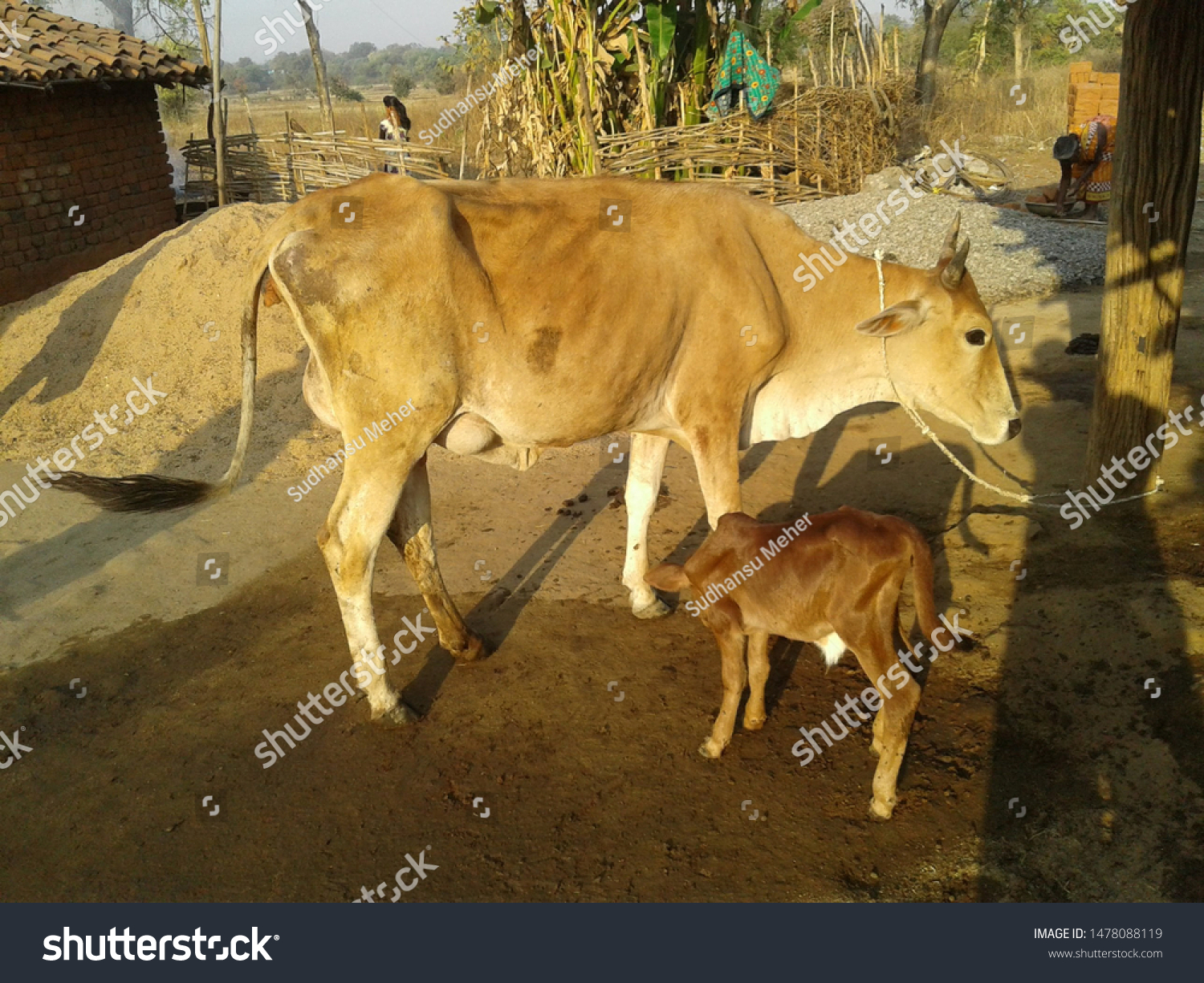 Village Scene Mother Cow Son Stock Photo 1478088119 | Shutterstock