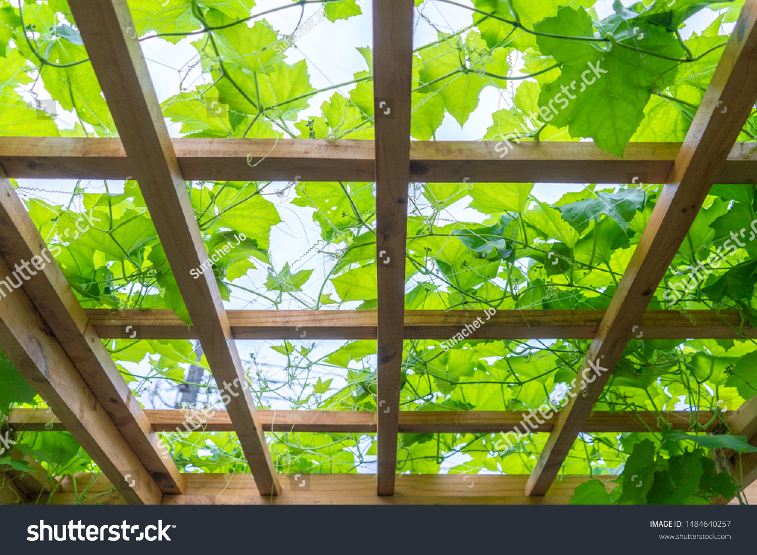 Vine Decoration On Rooftop Ceiling Outdoor Stock Image Download Now