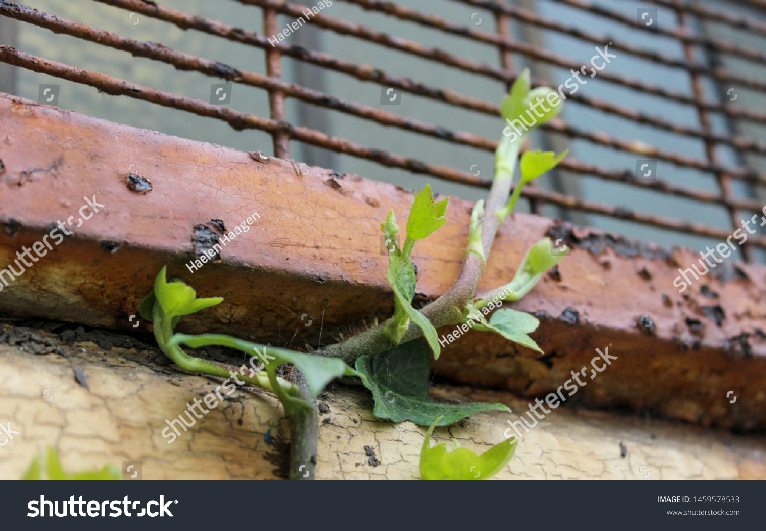 Vine On Dilapidated Decay Nature Stock Photo (Edit Now)
