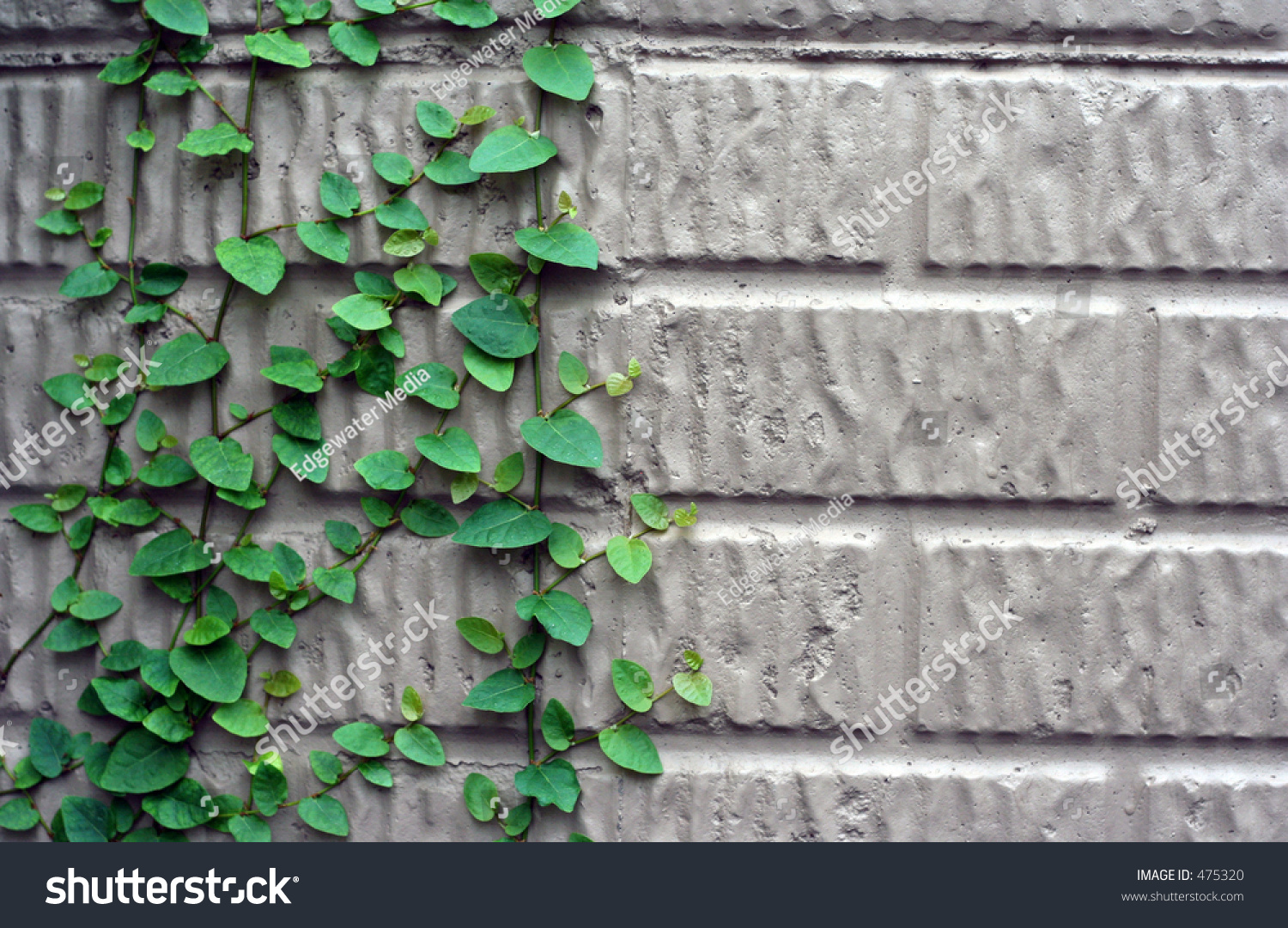 Vines Climbing Wall Stock Photo 475320 - Shutterstock