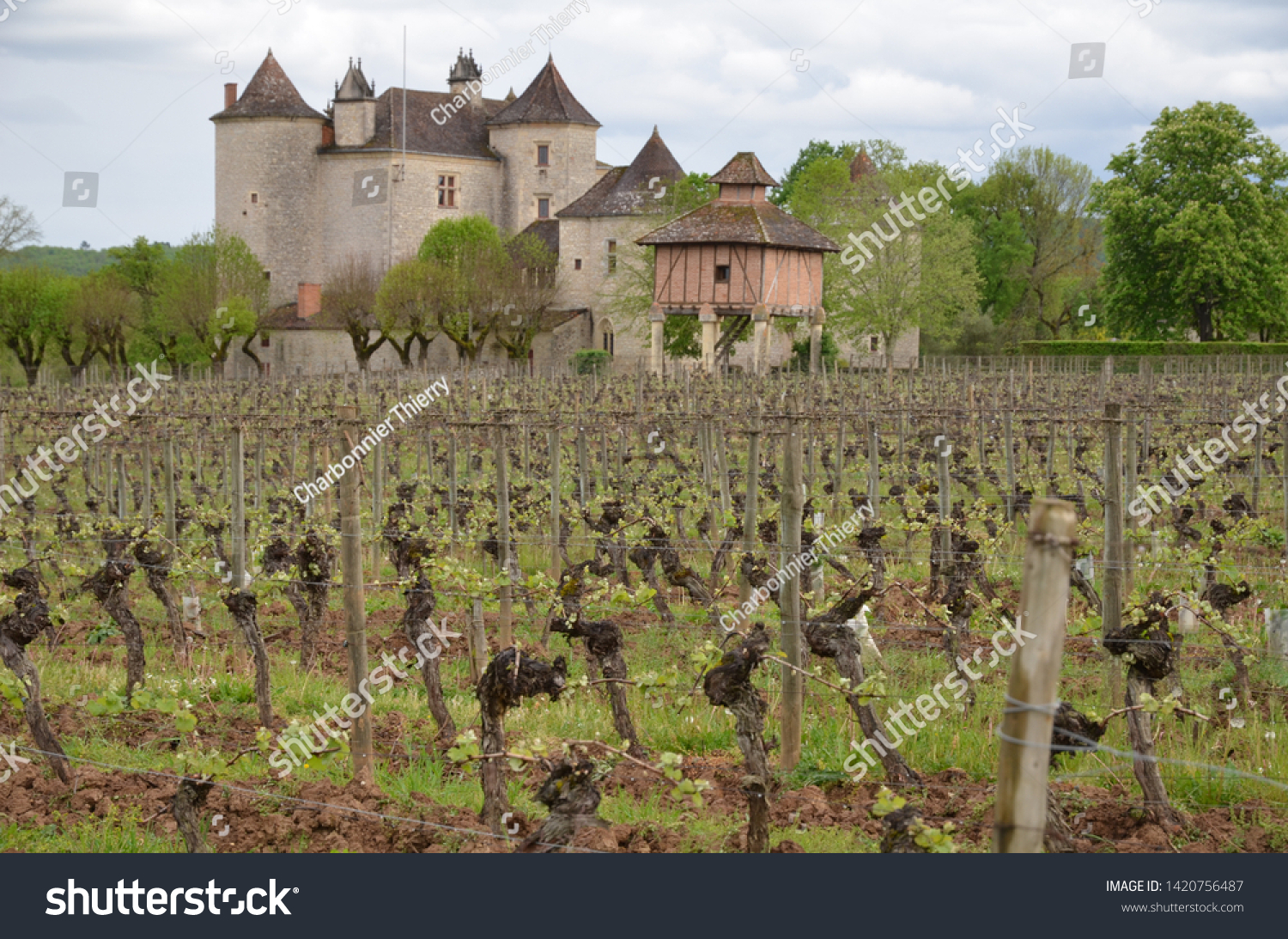 Vineyard Chateau Lagrezette Pigeon Loft Vine Stock Photo Edit Now