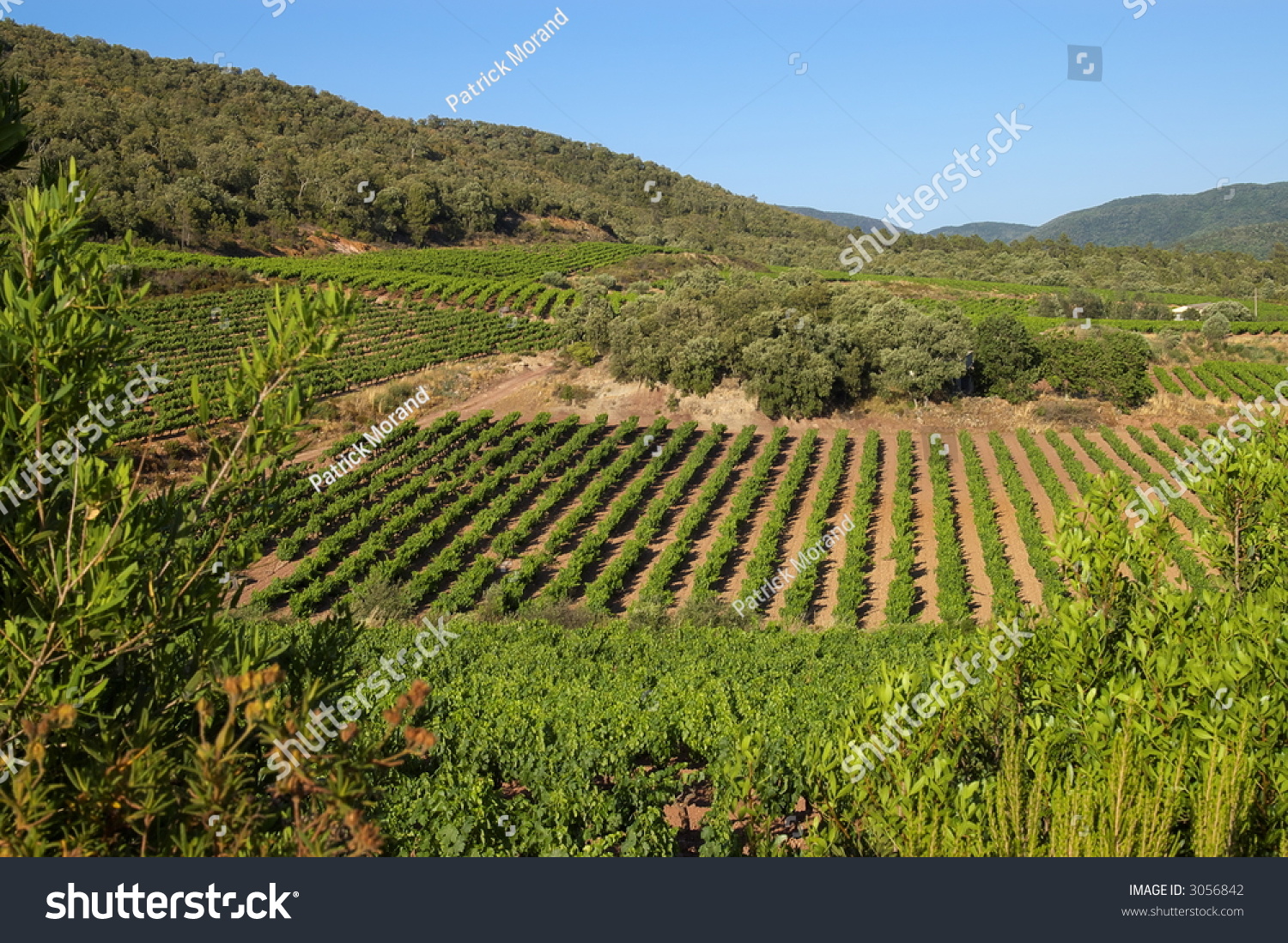 Vineyard Landscape Stock Photo 3056842 : Shutterstock