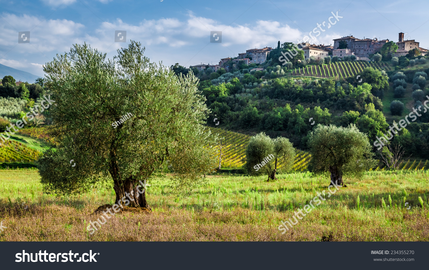 Postereck-Poster 1433-olive-tree Sun nature flora summer Italy Holiday