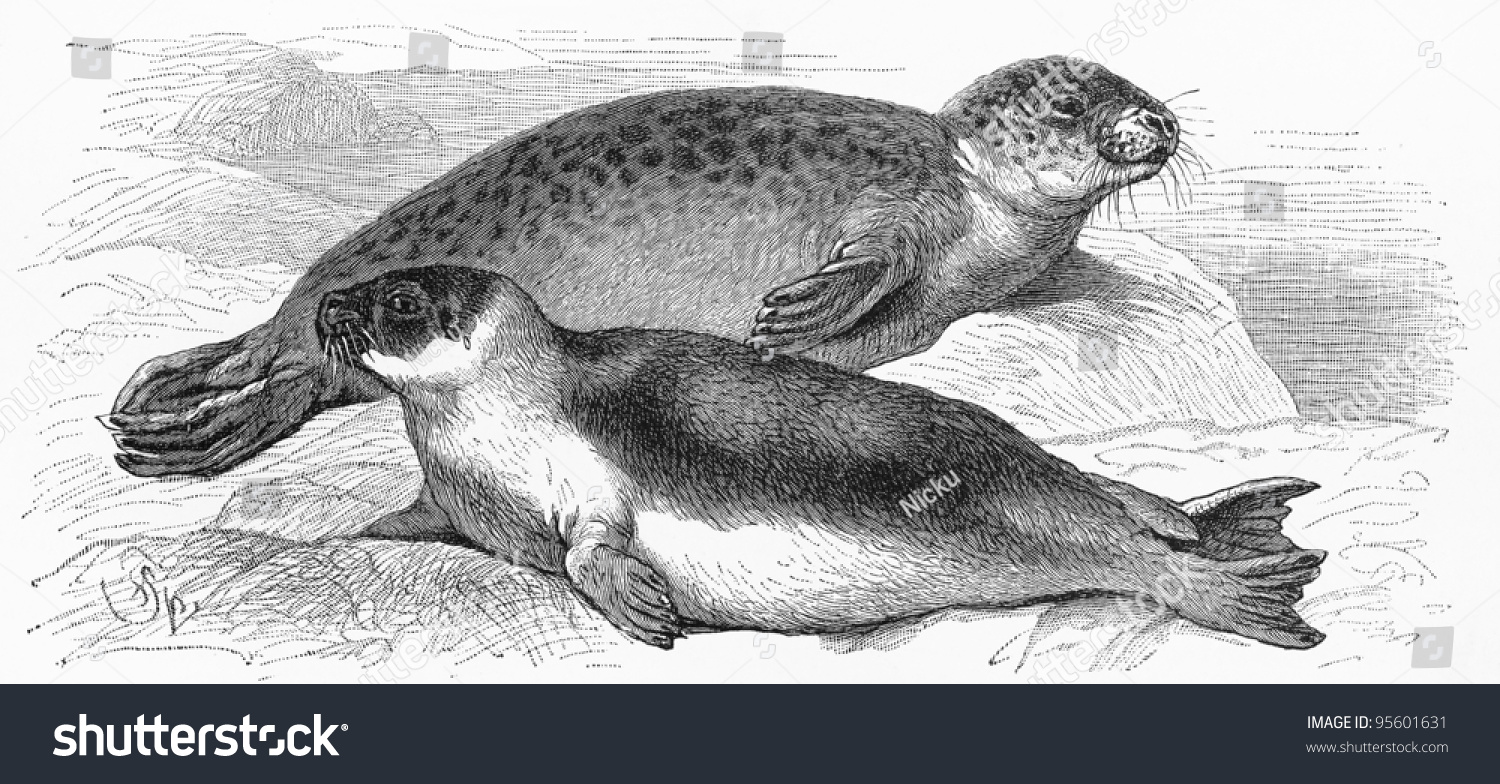 vintage drawing harbor seal harp seal stock photo edit now