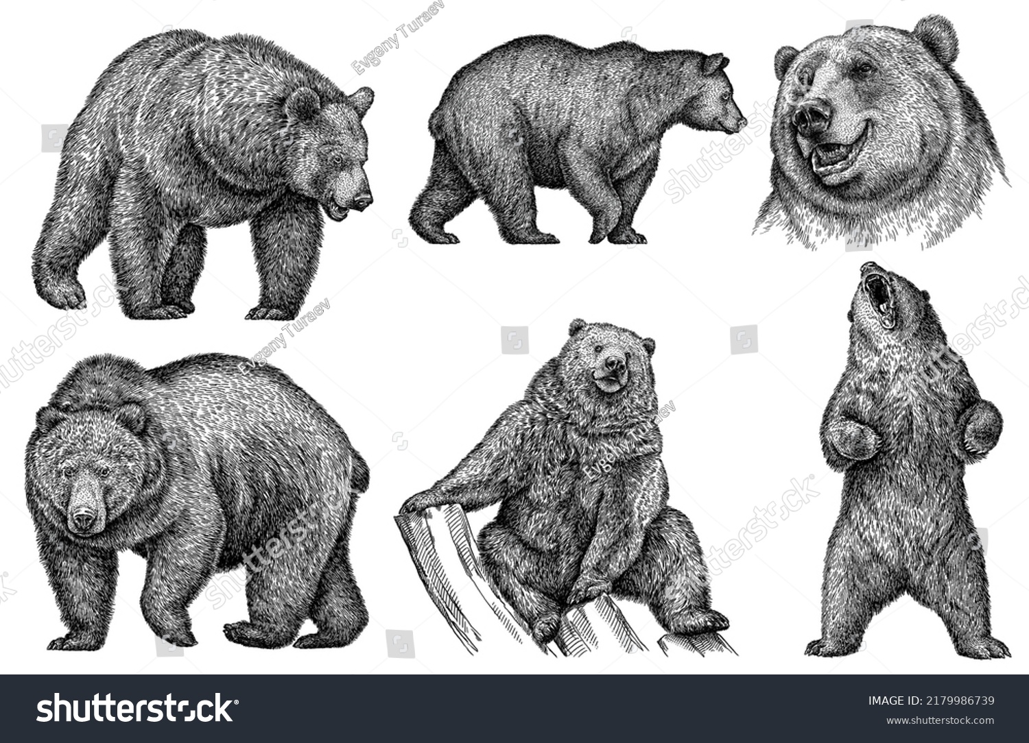 1,646 Contour brown bear Images, Stock Photos & Vectors | Shutterstock