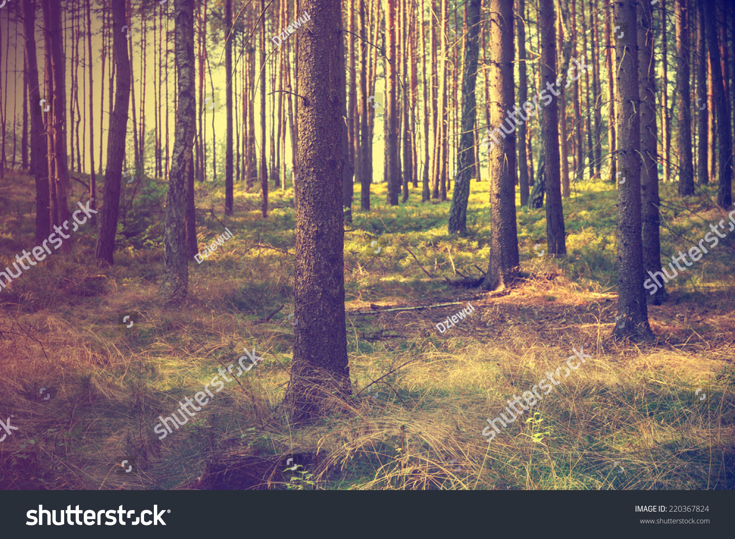 Vintage Forest Background Stock Photo 220367824 | Shutterstock