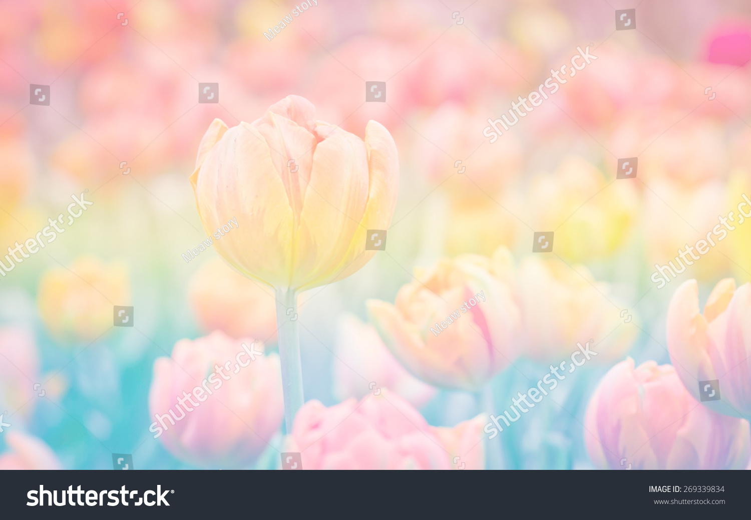 Vintage Retro Tulips Flower Soft Color Stock Photo 269339834 Vintage Retro Tulips Flower Soft Color Stock Photo 269339834