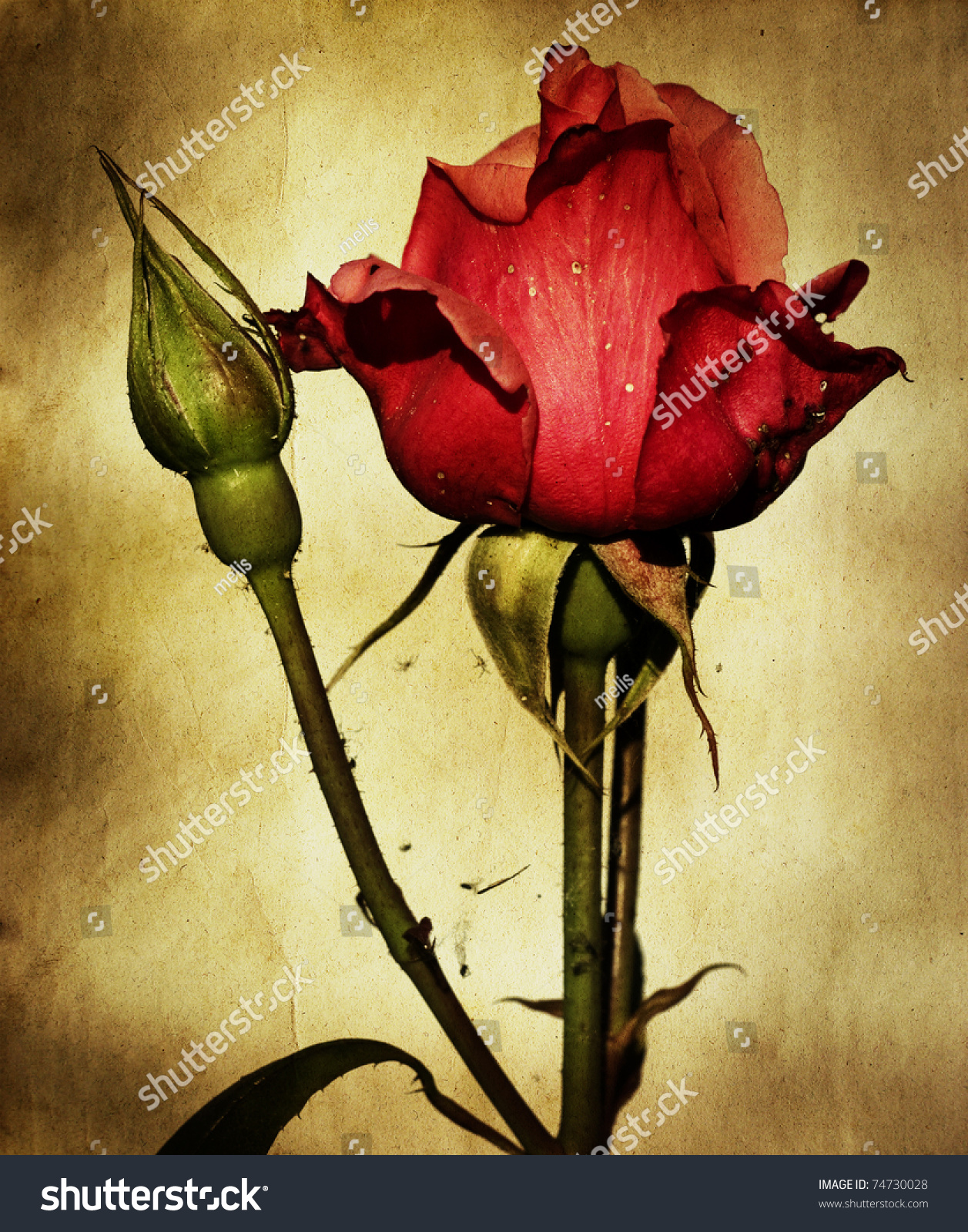 Vintage Rose Stock Photo 74730028 : Shutterstock