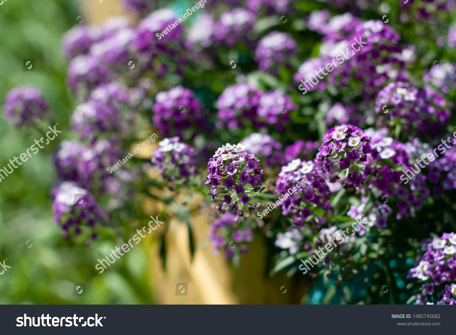 Violet Alyssum Flowers Close Blooming Alyssum Stock Photo Edit Now 1485745682