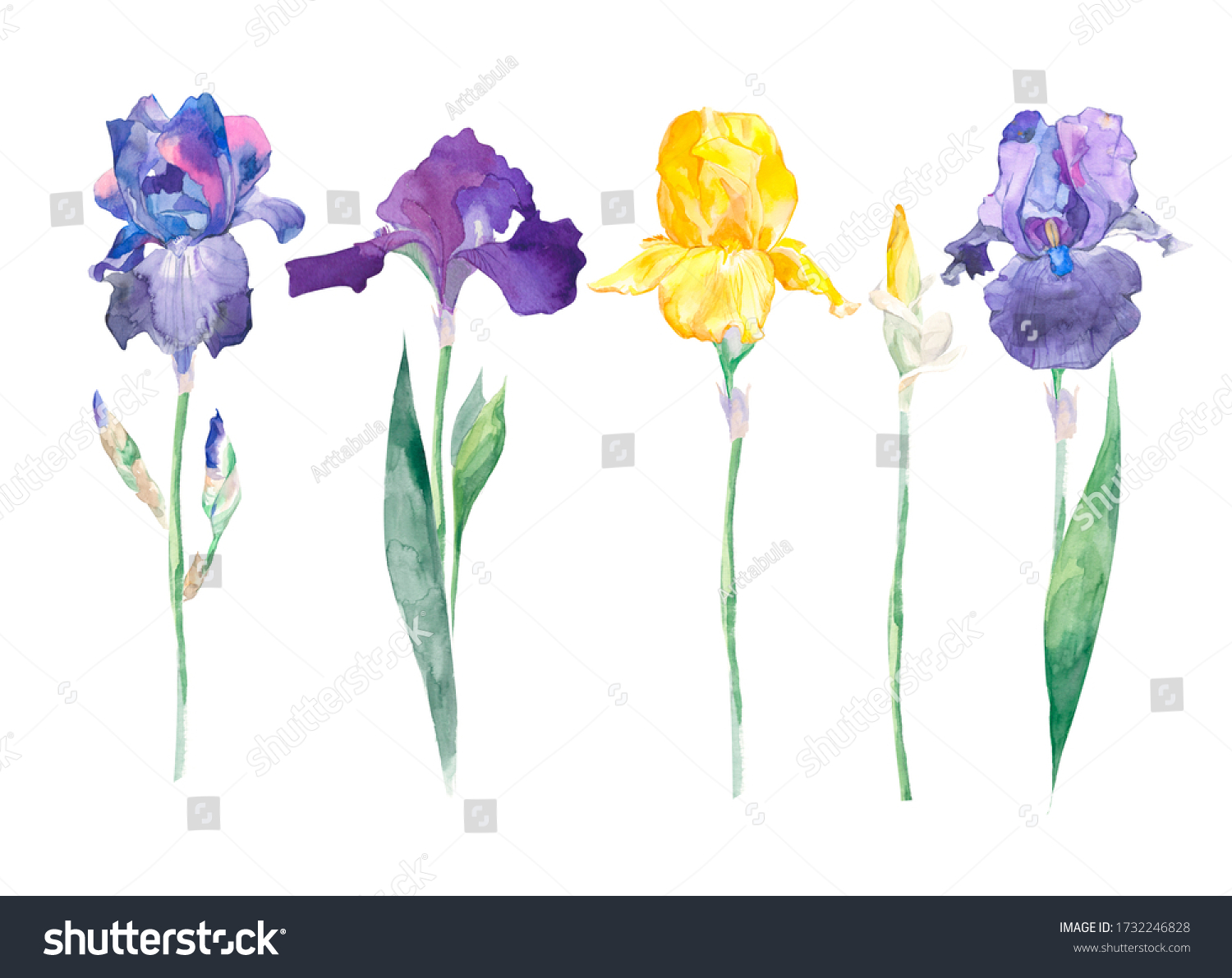 Card Thank You Bouquet Blue Irises Stock Vector Royalty Free ...