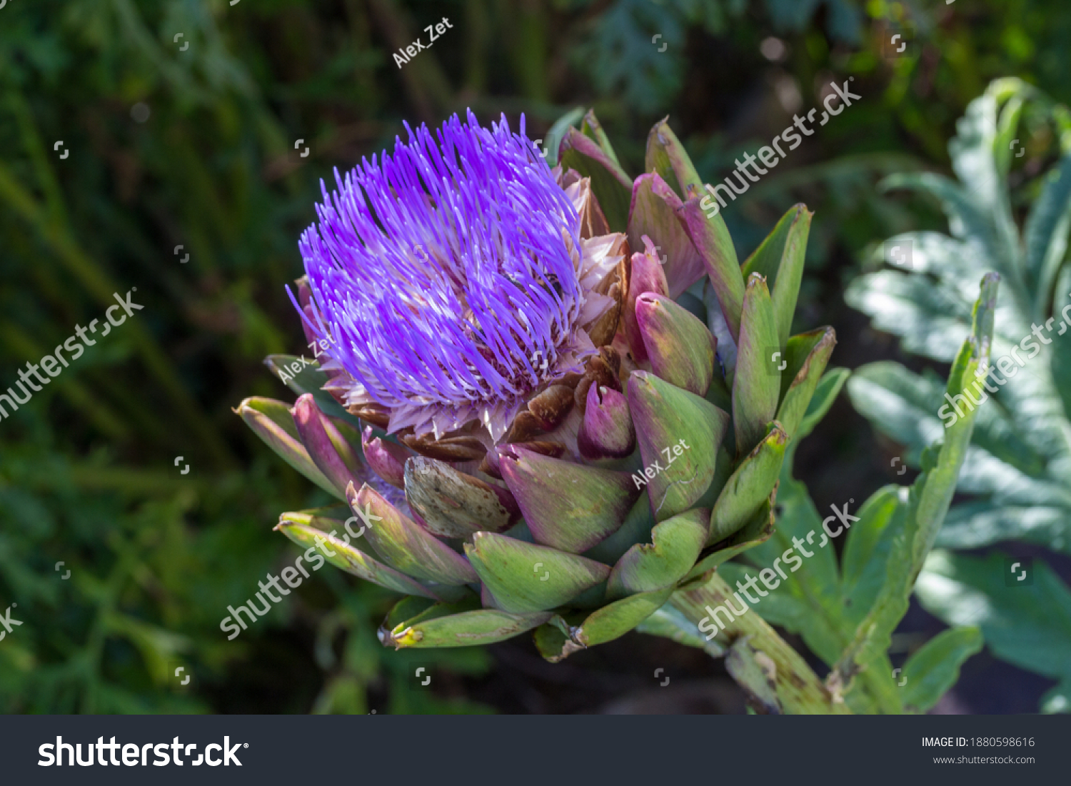 Artichoke-blossom Images, Stock Photos & Vectors | Shutterstock