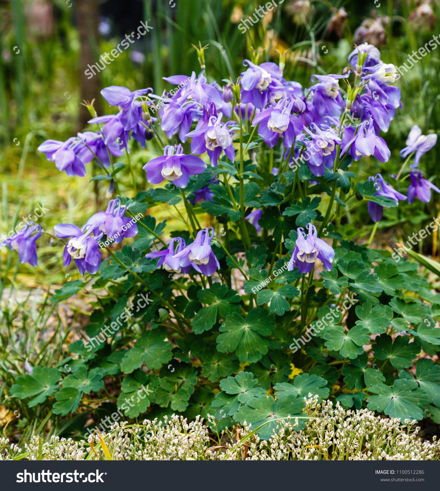 Violet Colorado Blue Columbine Rocky Mountain Nature Stock Image 1100512286