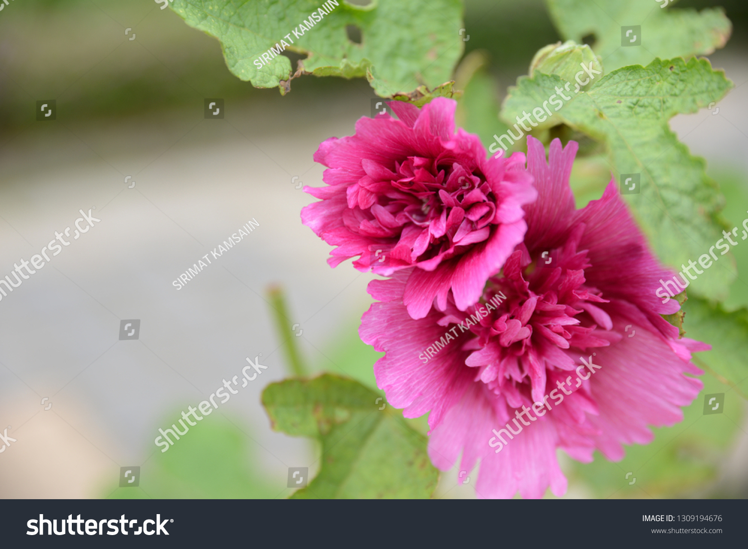 Portulaca Grandiflora Flower 10 O Clock Stock Photo Shutterstock